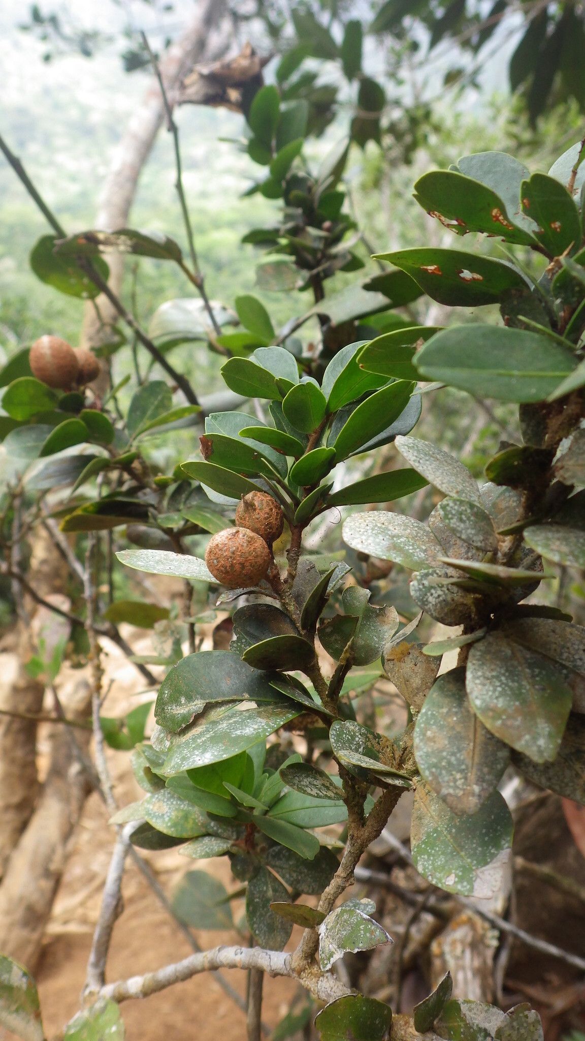 Cynometra mayottensis — houseplant care guide