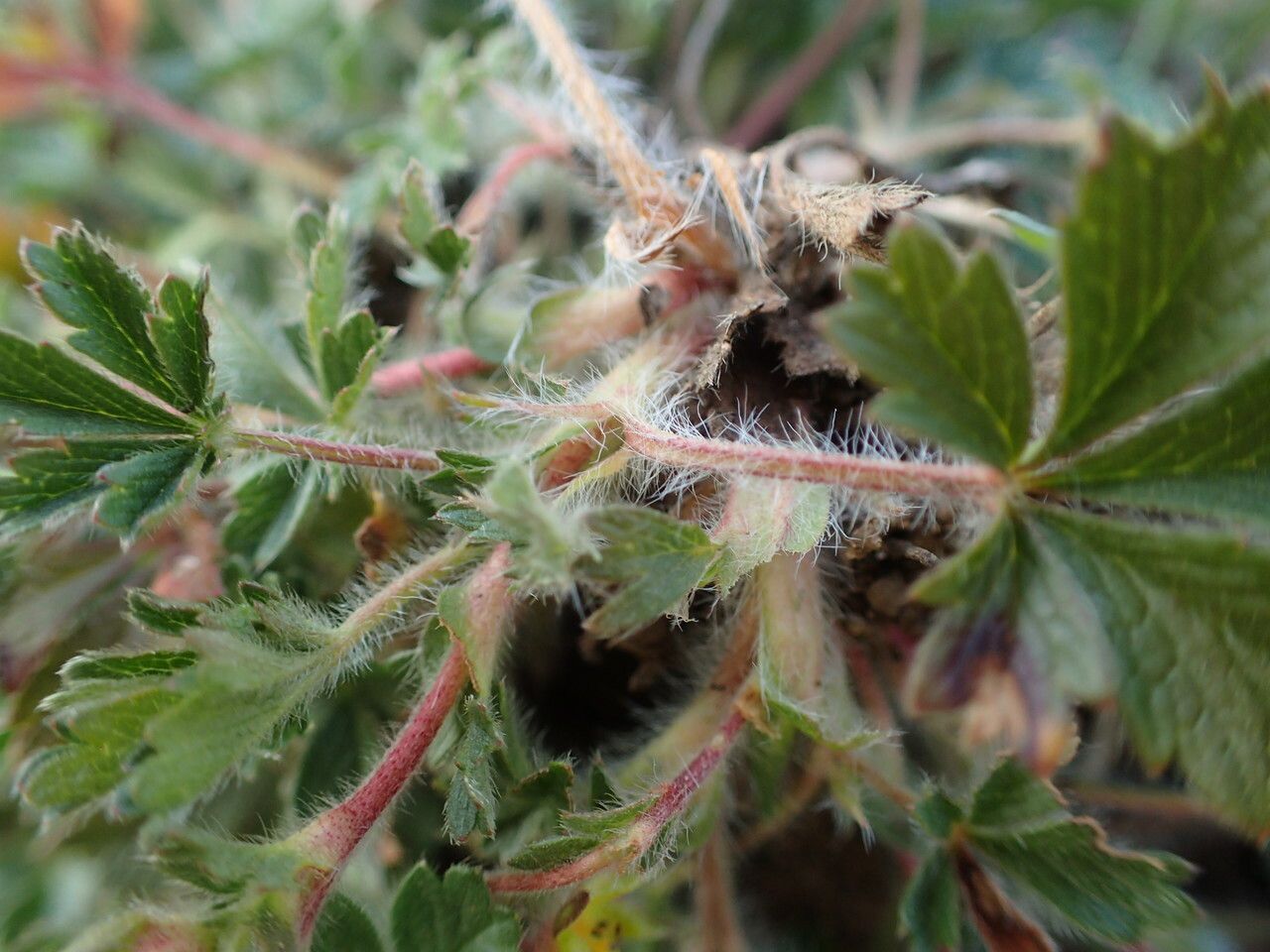Potentilla crantzii bark