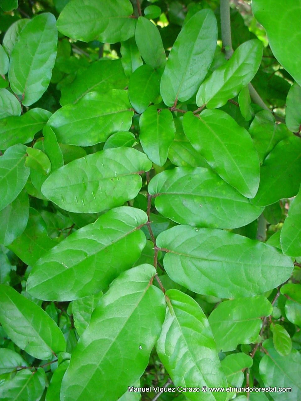 Piper tuberculatum leaf