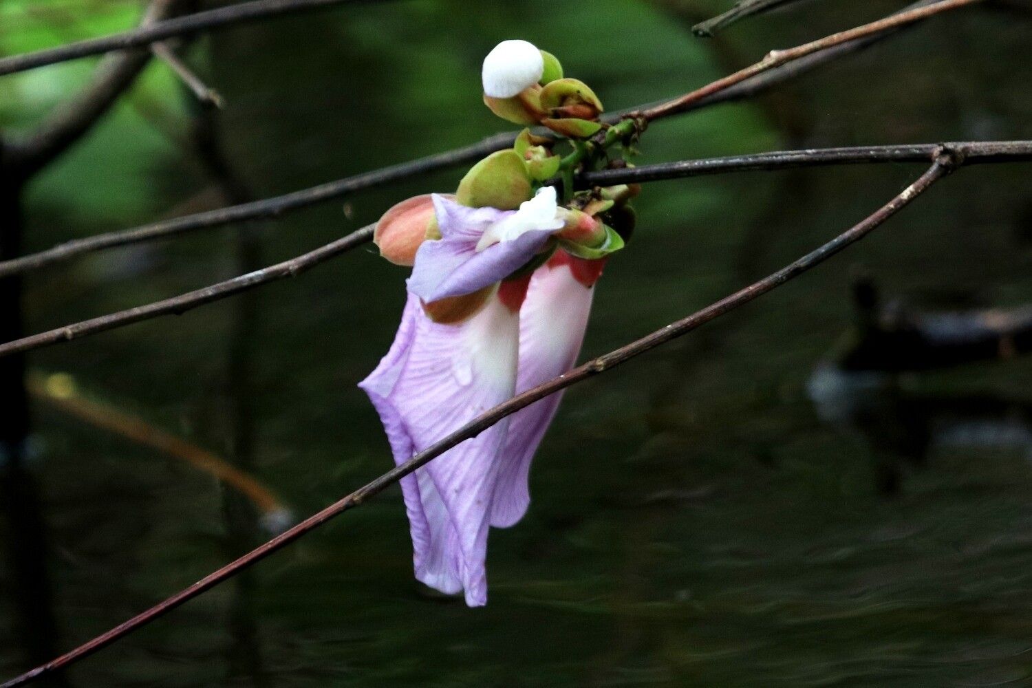 Clitoria amazonum