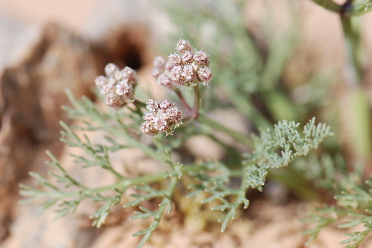 Ammodaucus leucotrichus flower