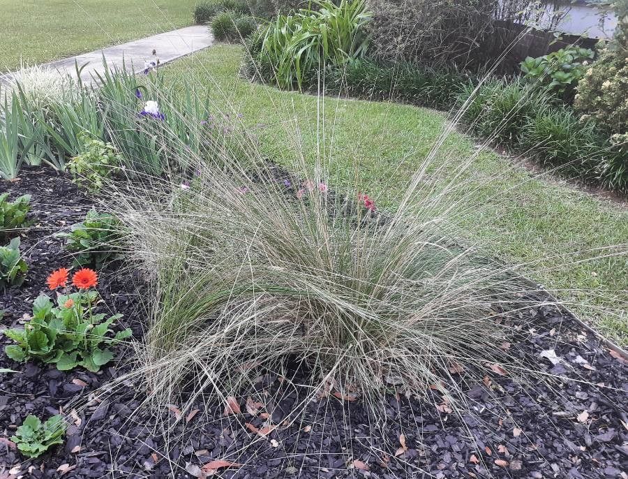 Muhlenbergia lindheimeri habit