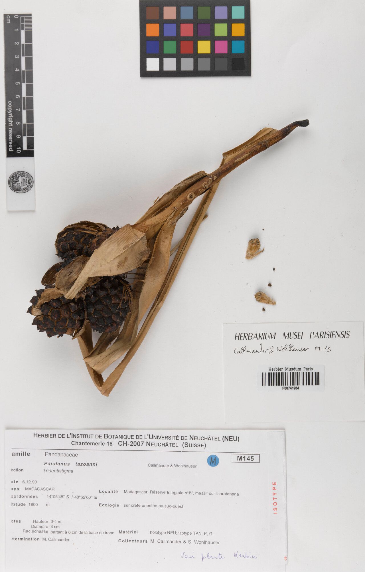 Pandanus tazoanii — houseplant care guide