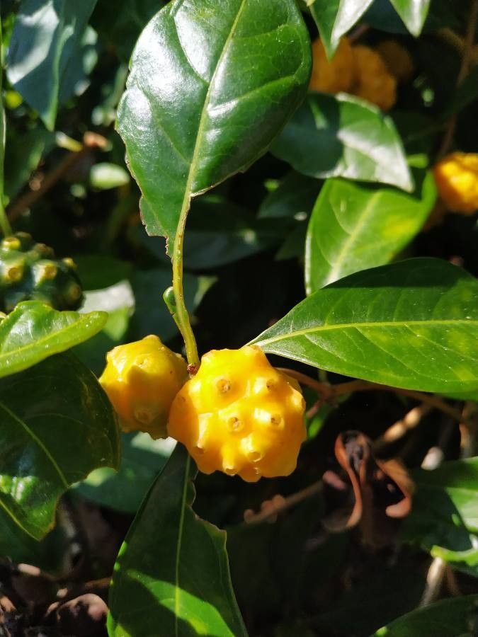 Morinda umbellata — houseplant care guide