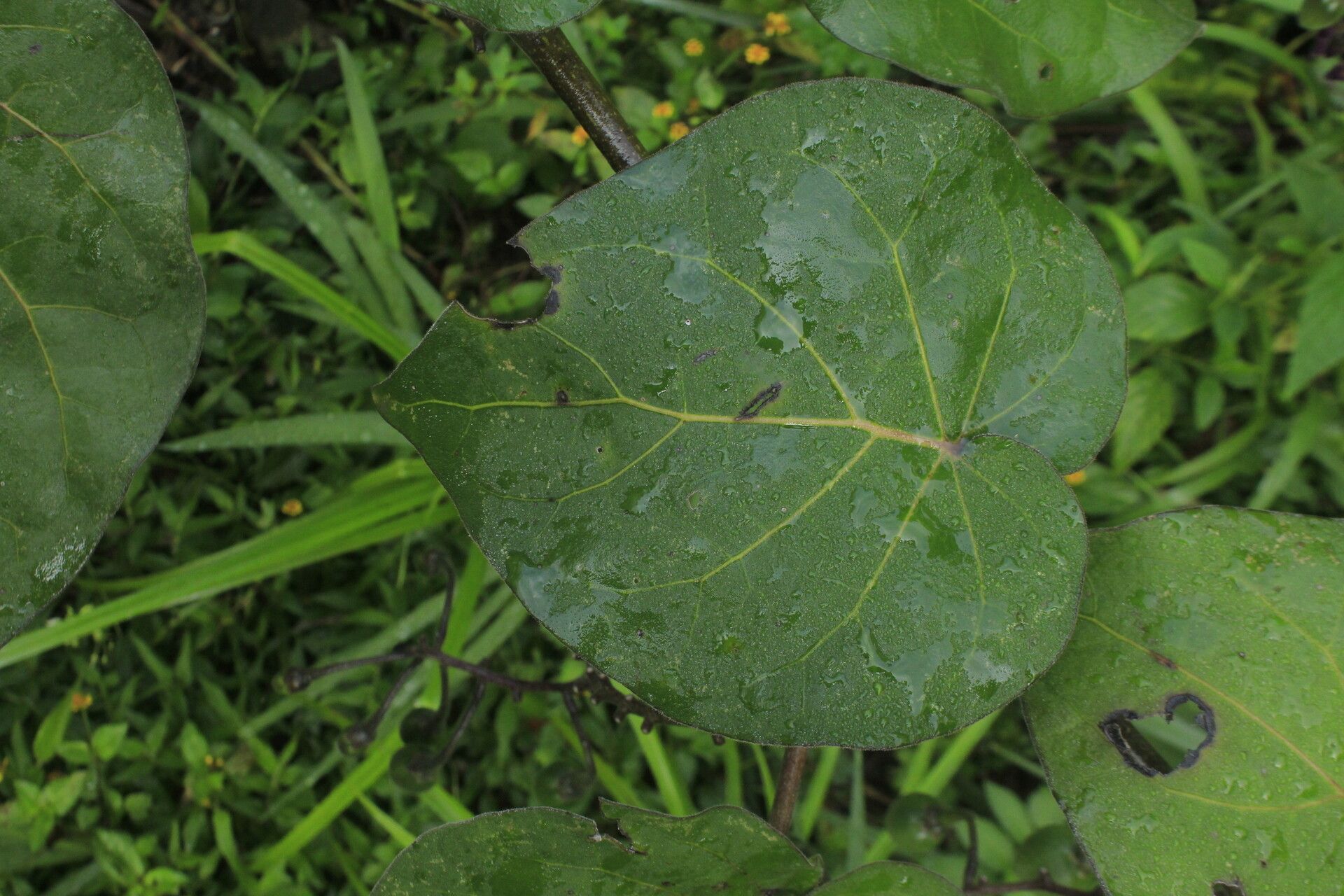 Solanum cajanumense leaf