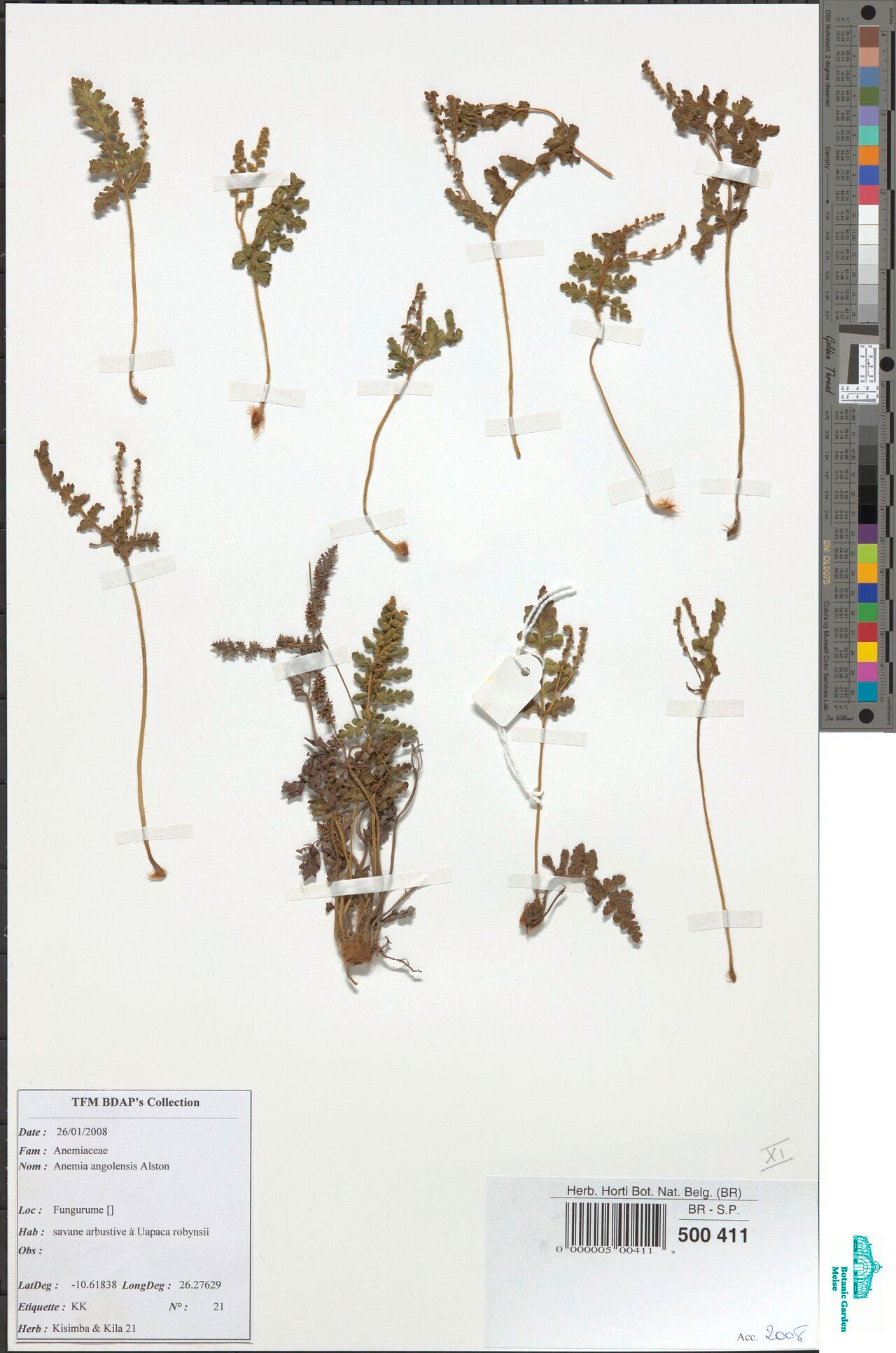 Anemia angolensis — related species from the same genus