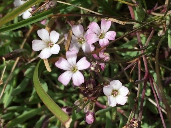 Gypsophila Repens flower