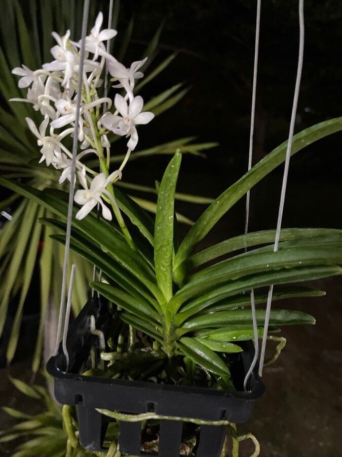 Neofinetia falcata flower