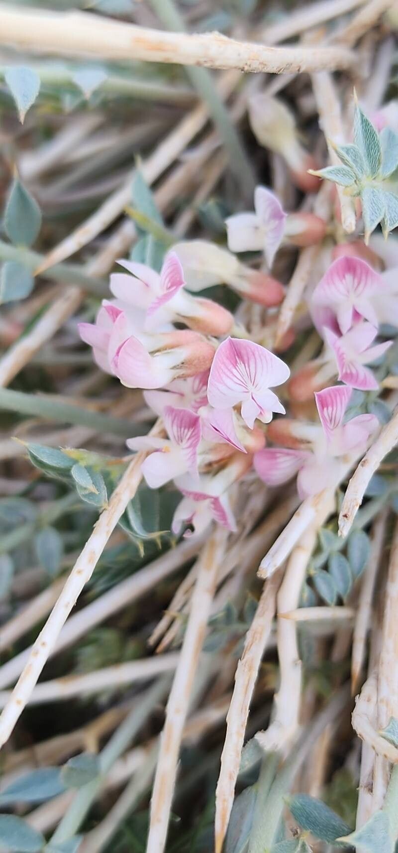 Astragalus mucronifolius flower