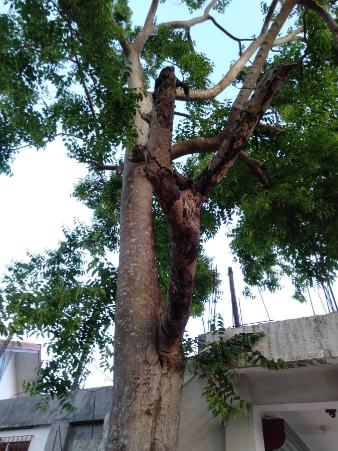 Broussonetia luzonica habit