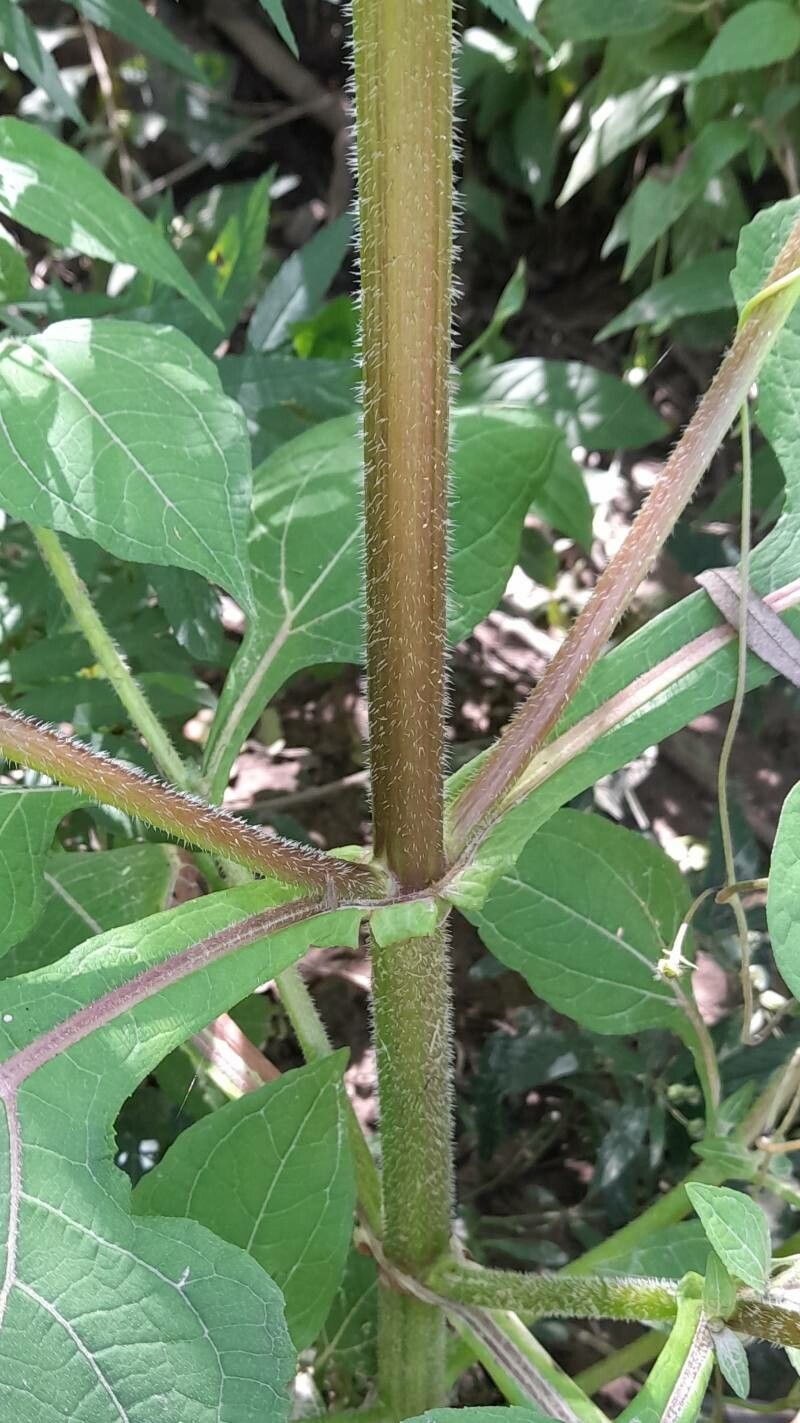 Sigesbeckia jorullensis bark