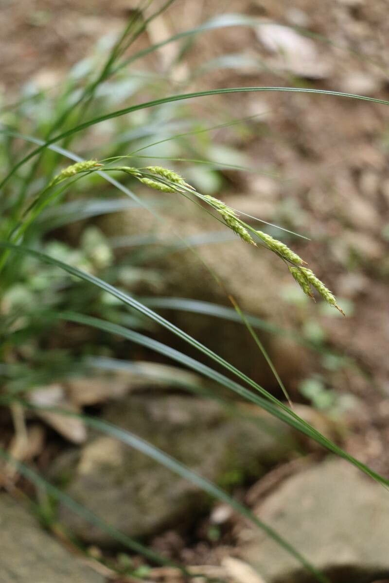 Carex brunnea flower