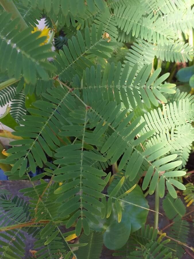 Neptunia oleracea — search result for 'Mimosa'