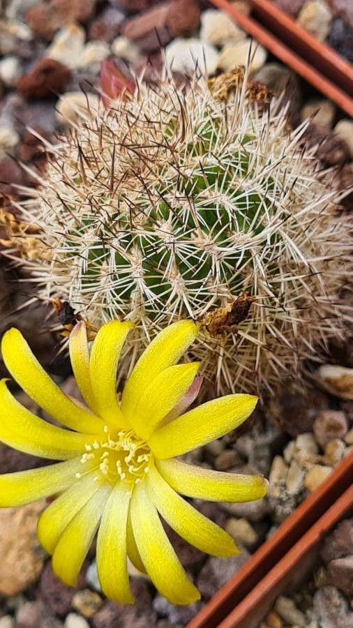 Rebutia cylindrica — houseplant care guide