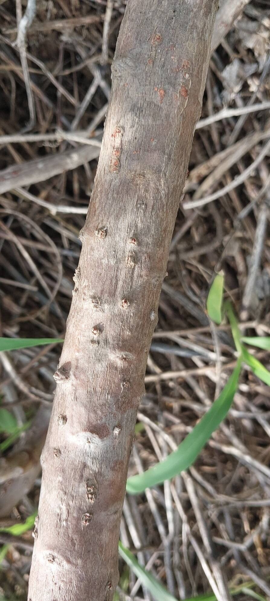 Jatropha mahafalensis bark
