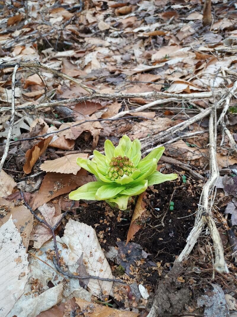 Petasites japonicus leaf