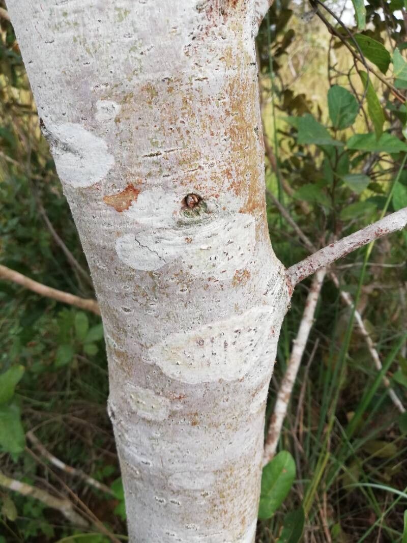 Ficus mucuso bark