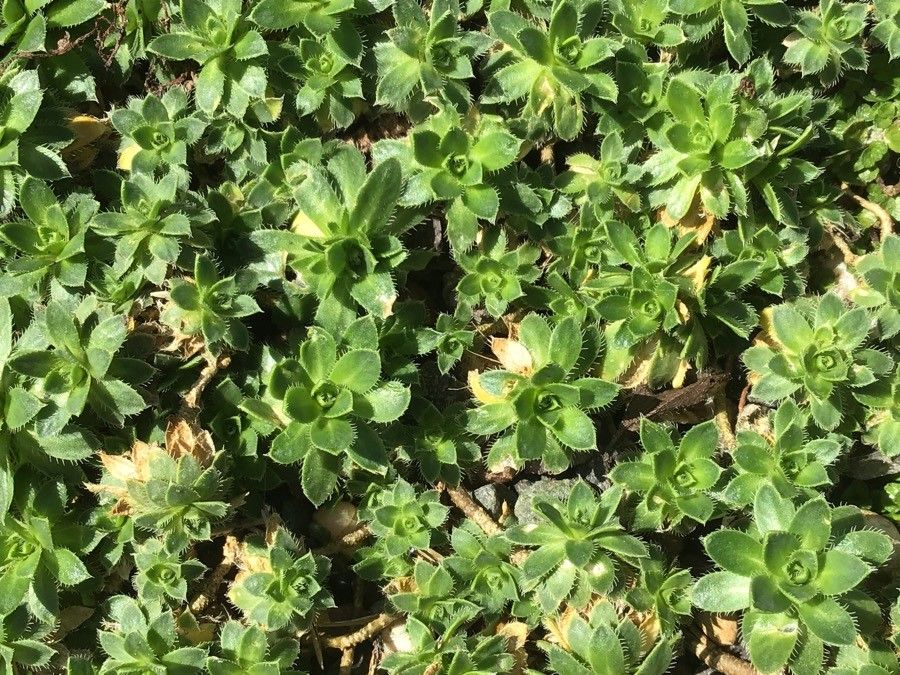 Arabis carduchorum — houseplant care guide