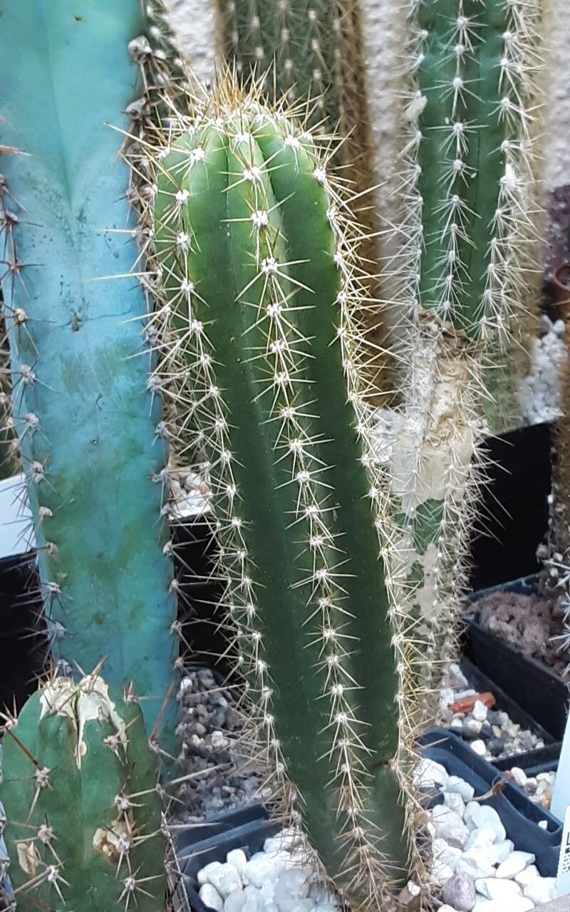 Pilosocereus brooksianus habit
