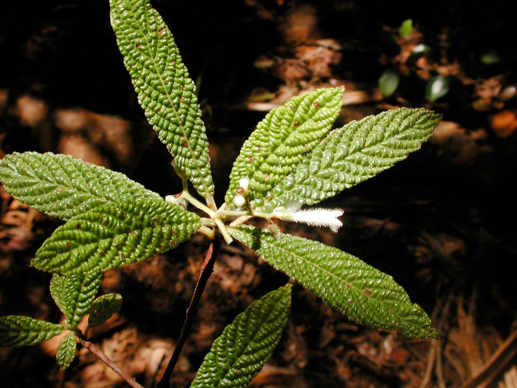 Psychotria toninensis — houseplant care guide