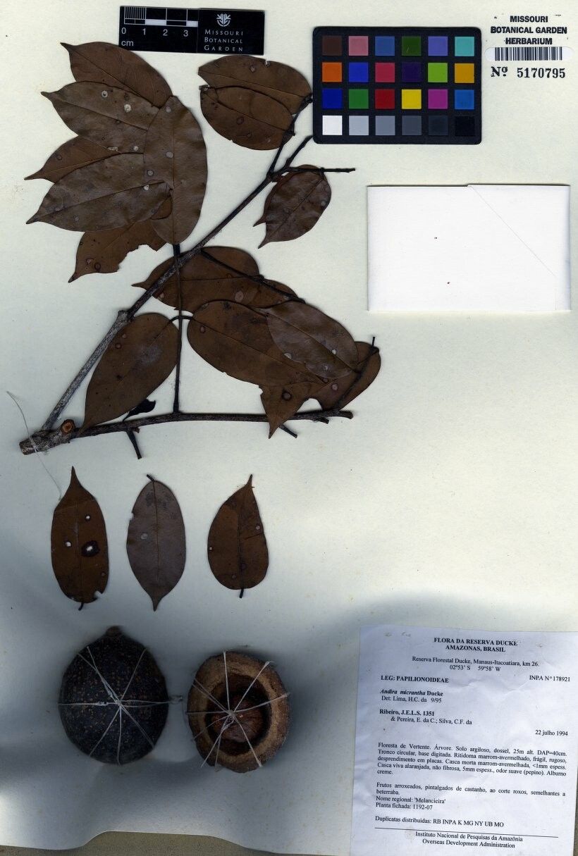 Andira micrantha — related species from the same genus