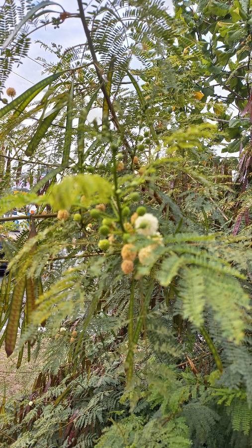 Acacia angustissima fruit
