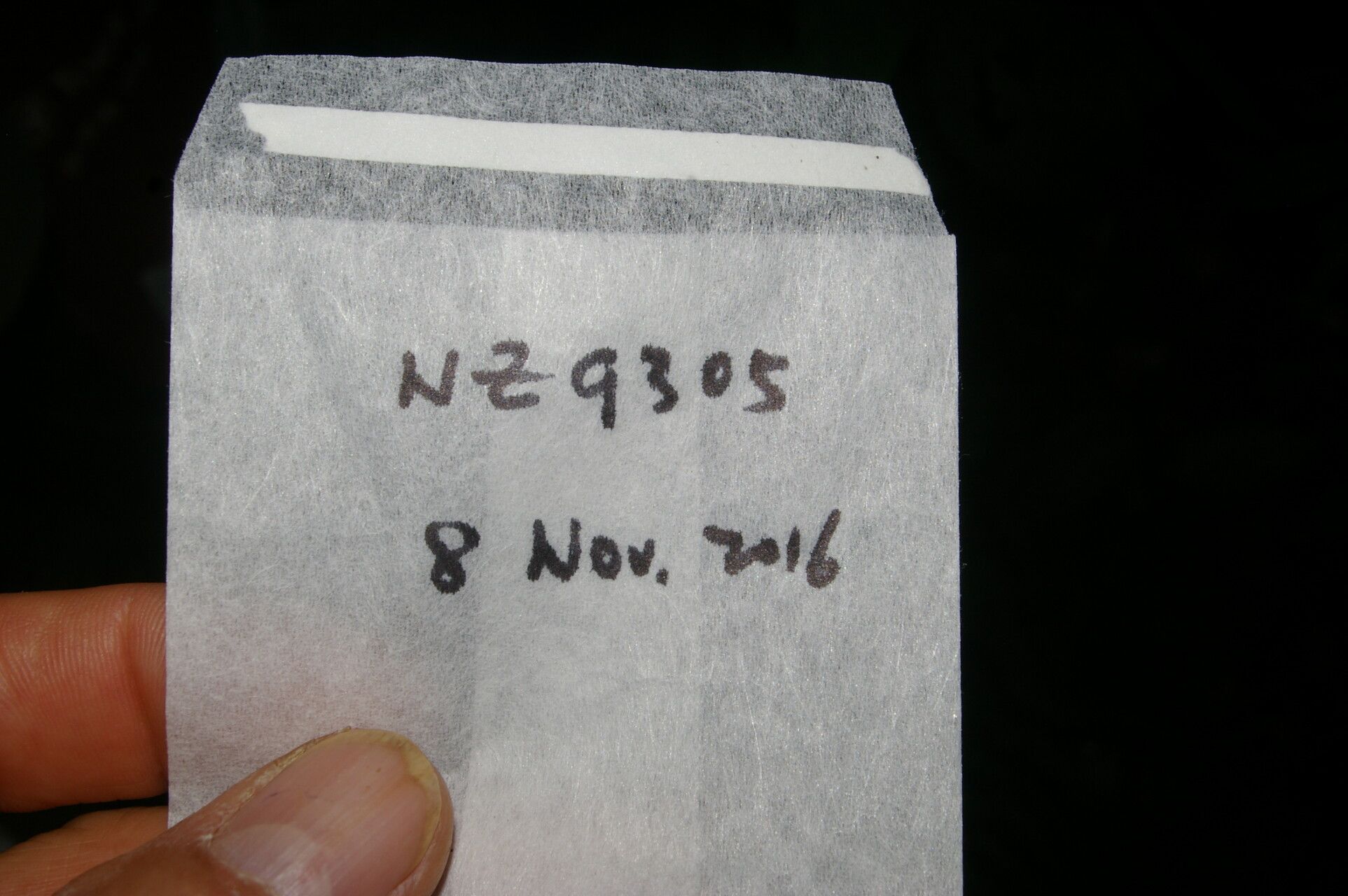 Coccoloba porphyrostachys other