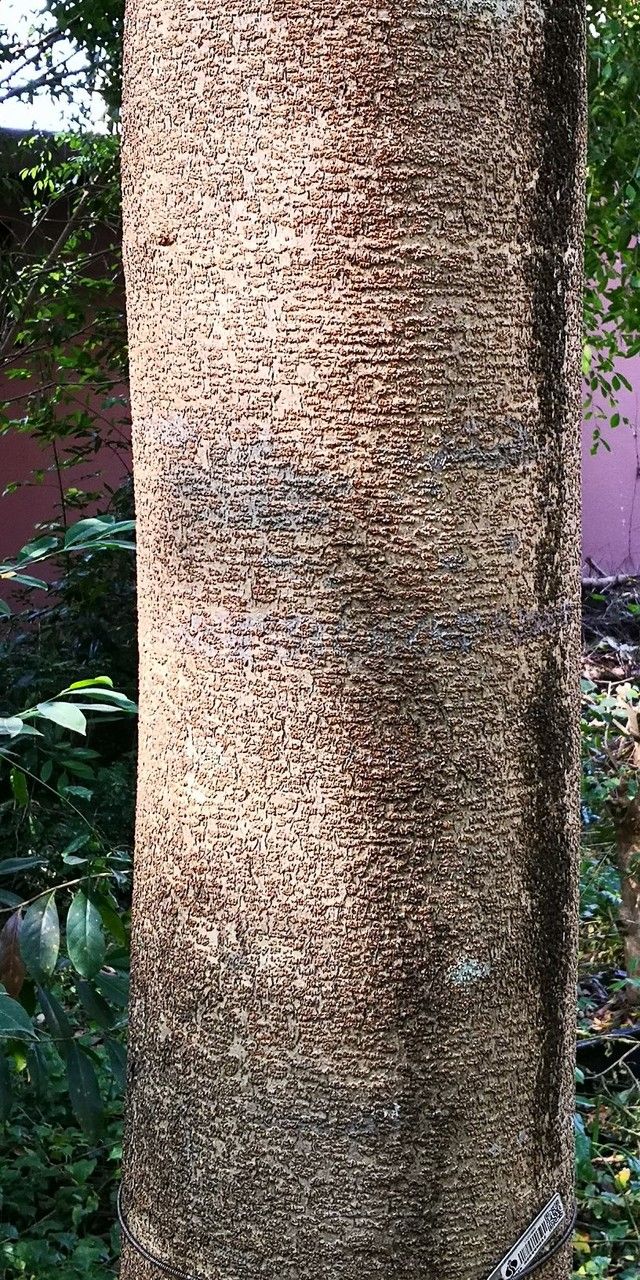 Afzelia xylocarpa bark
