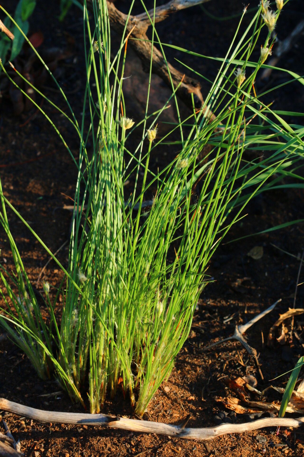 Bulbostylis boeckeleriana habit