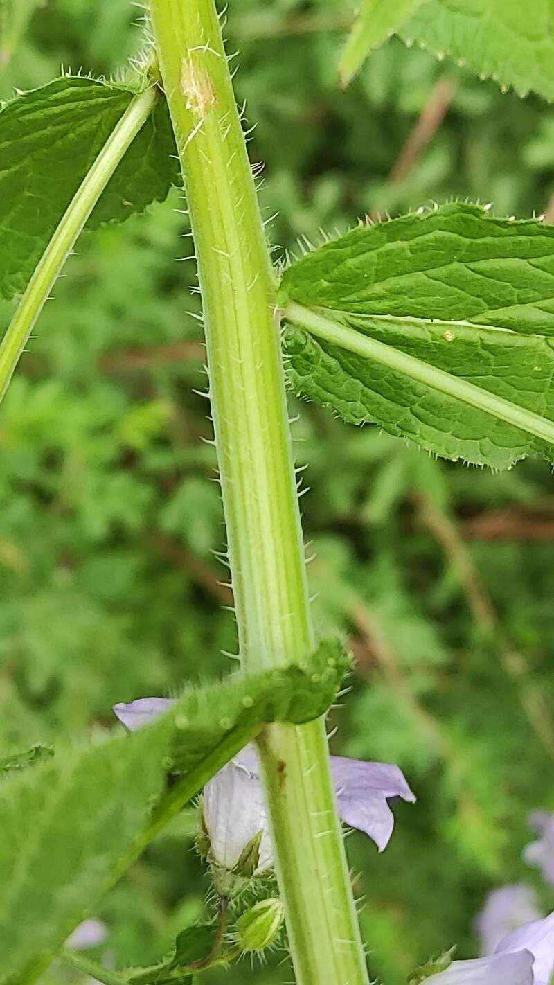 Campanula lactiflora bark