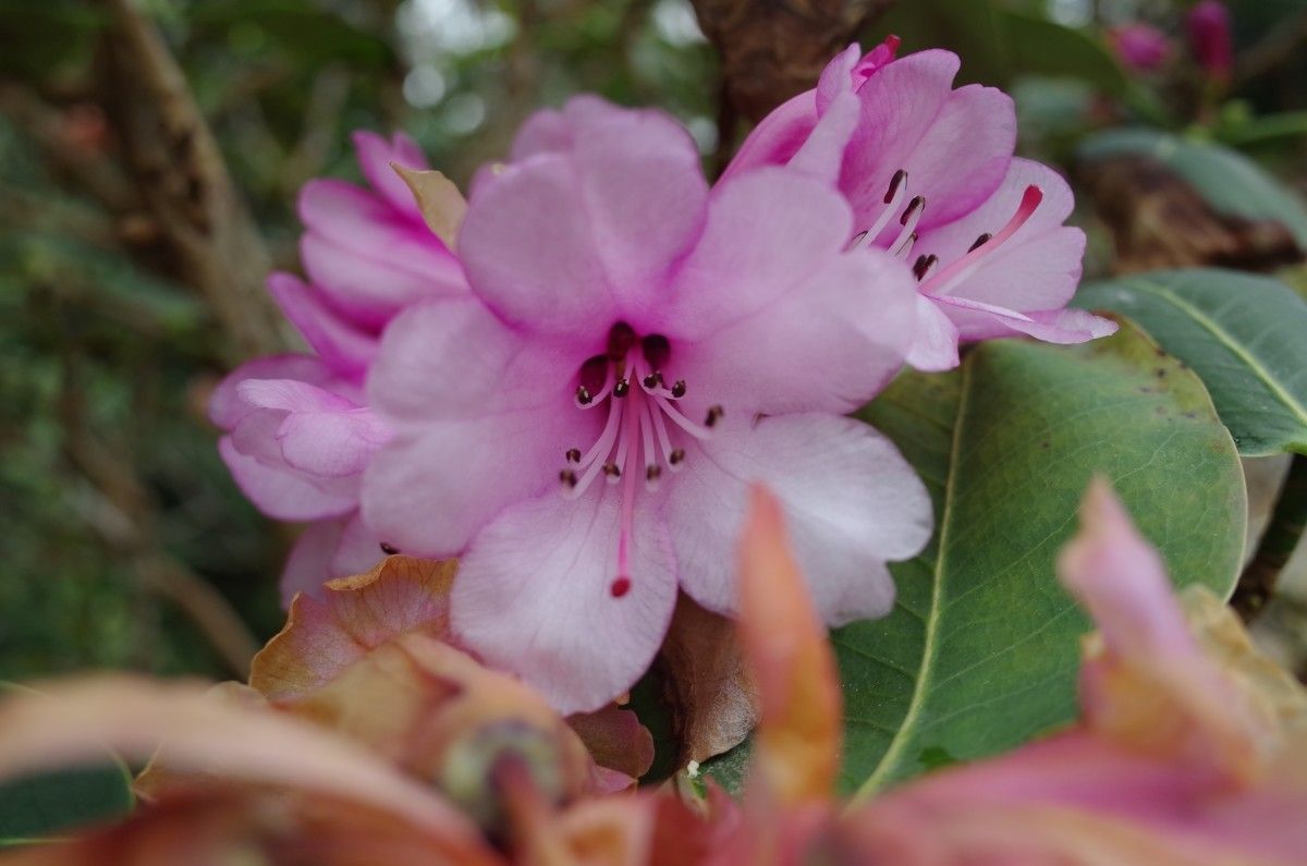 Rhododendron cyanocarpum flower