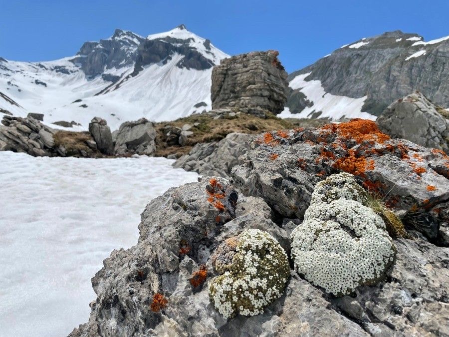 Androsace helvetica habit