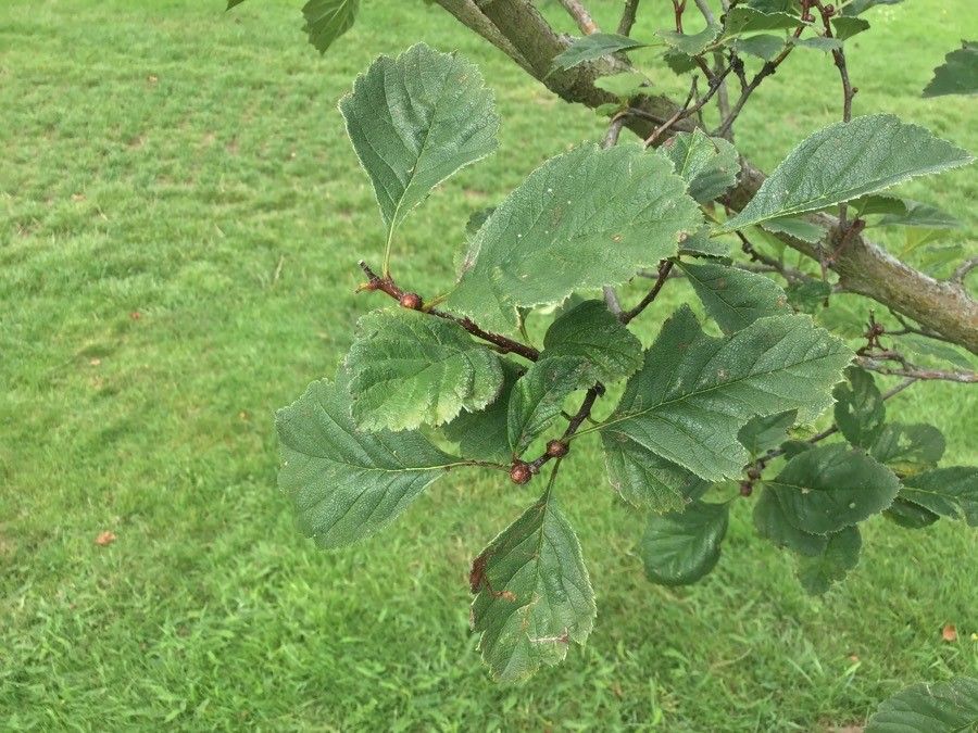 Crataegus chungtienensis other