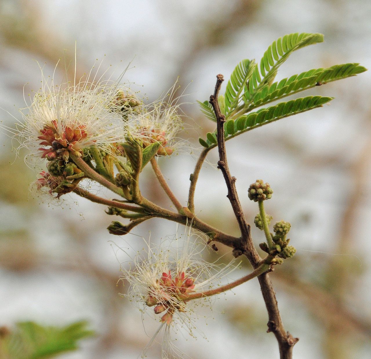 Albizia chevalieri habit