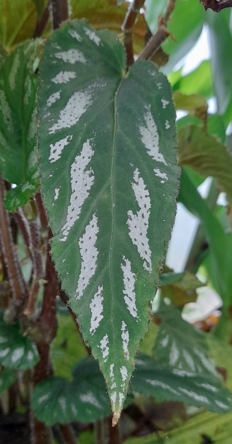 Begonia mariachristinae — houseplant care guide