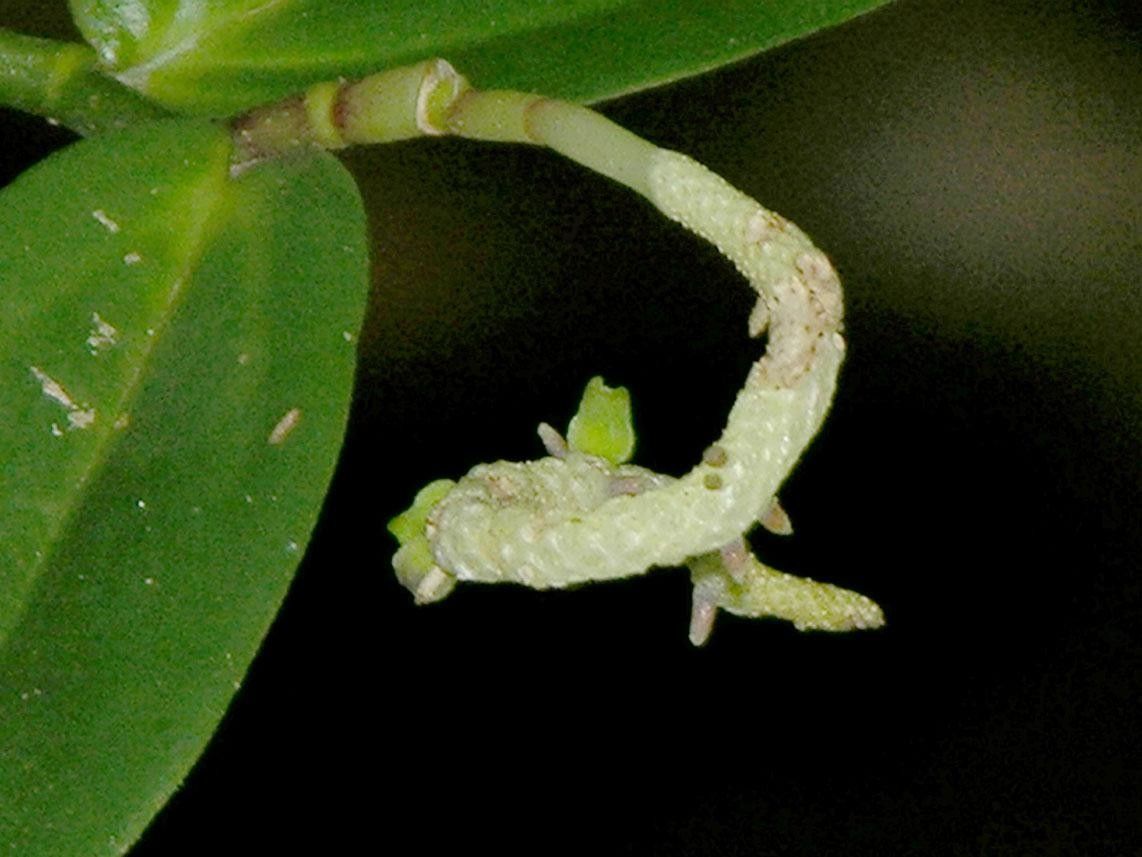 Peperomia portobellensis — houseplant care guide