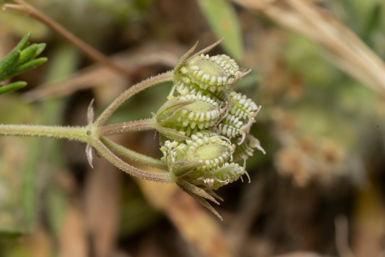 Tordylium aegaeum fruit
