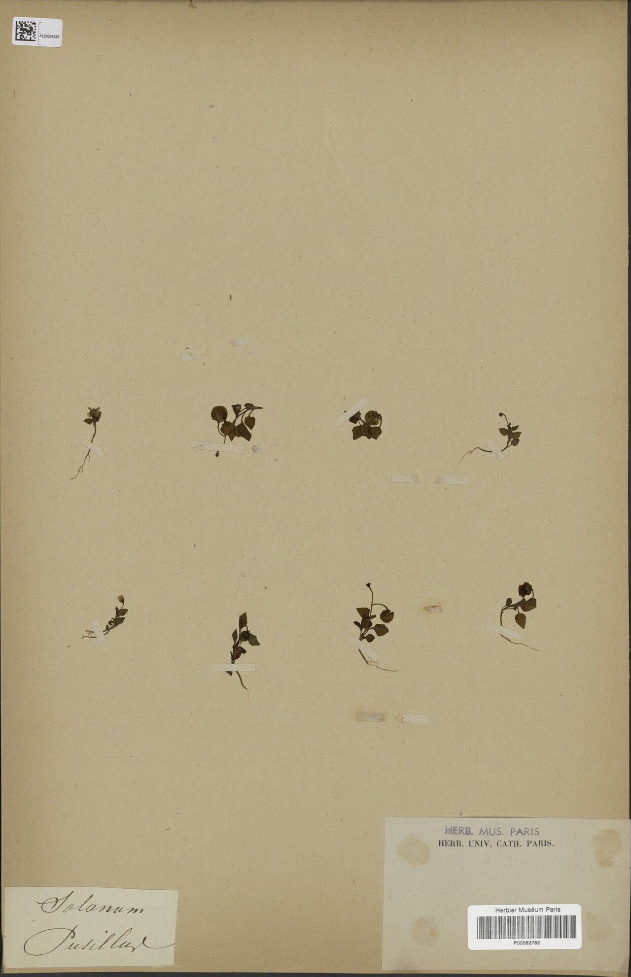 Solanum pusillum — houseplant care guide