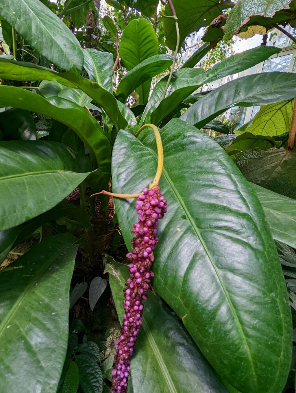 Anthurium lilacinum — search result for 'Anthurium'