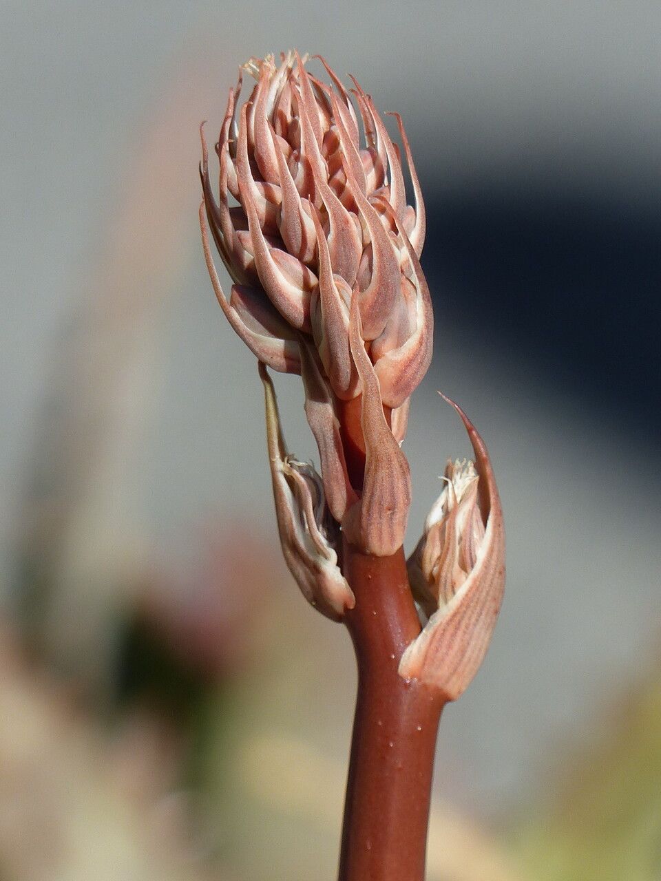 Aloe saponaria x a striata haw flower