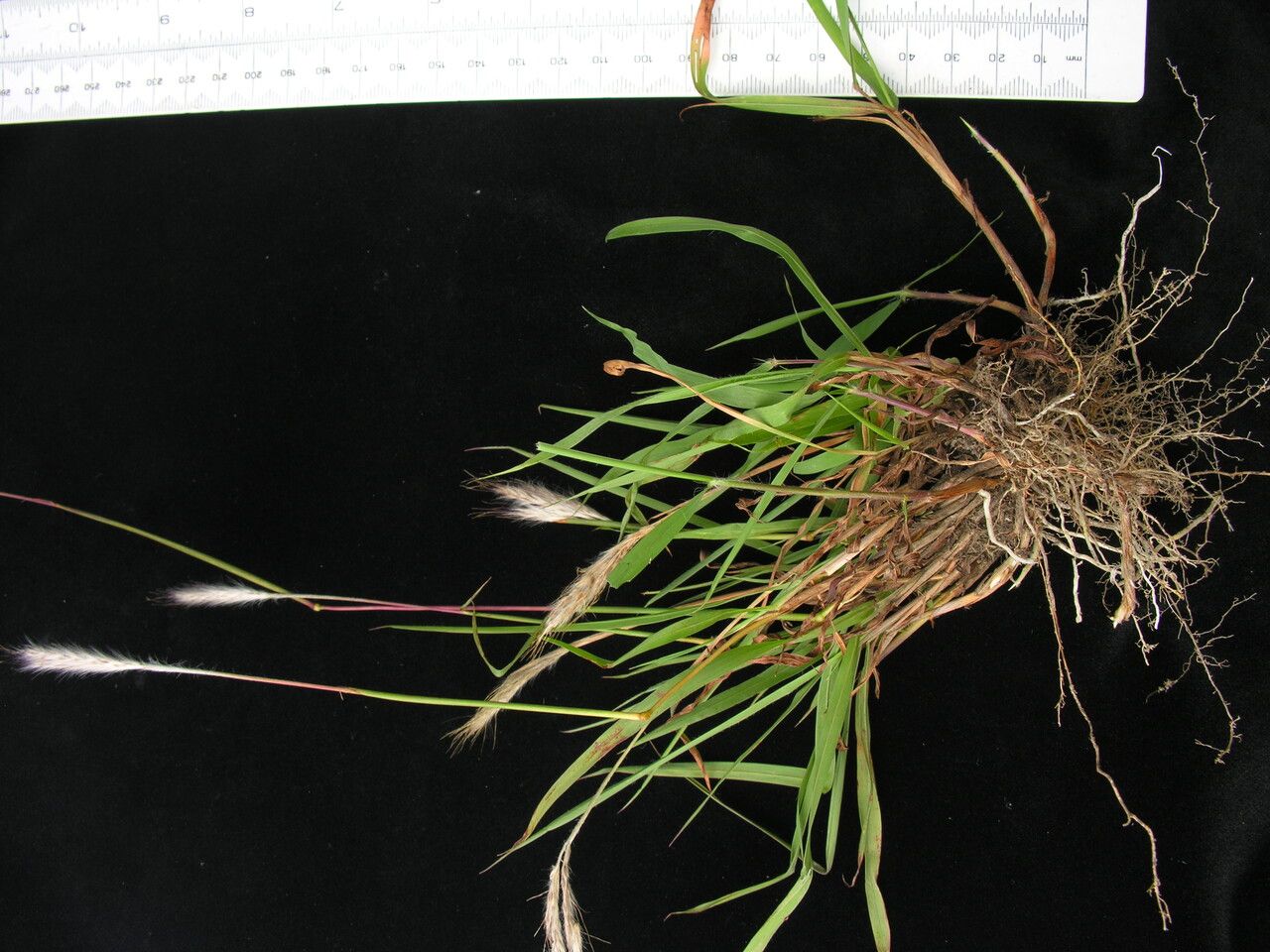 Eulalia mollis habit