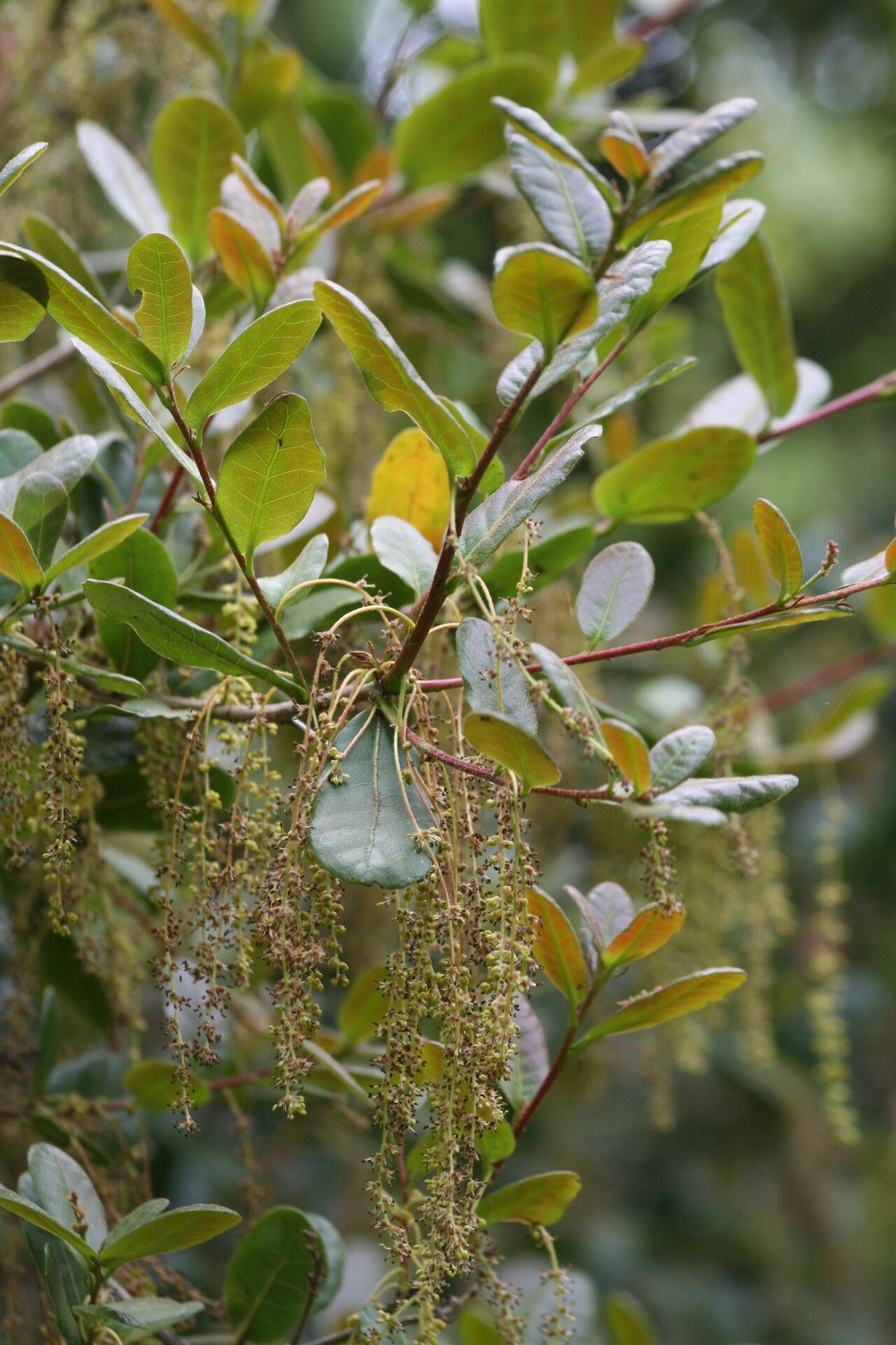 Quercus rehderiana — houseplant care guide