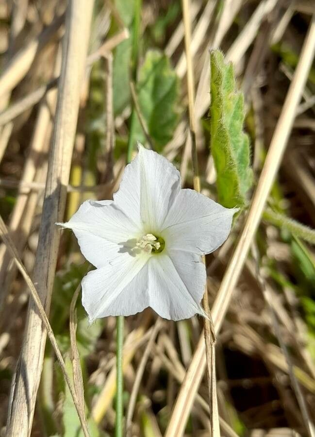 Convolvulus hermanniae — search result for 'Convolvulus'