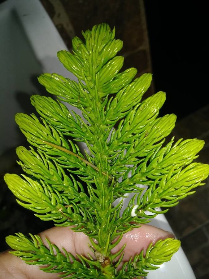 Araucaria schmidii leaf