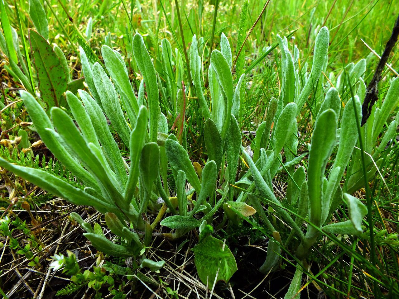 Arnica chamissonis habit