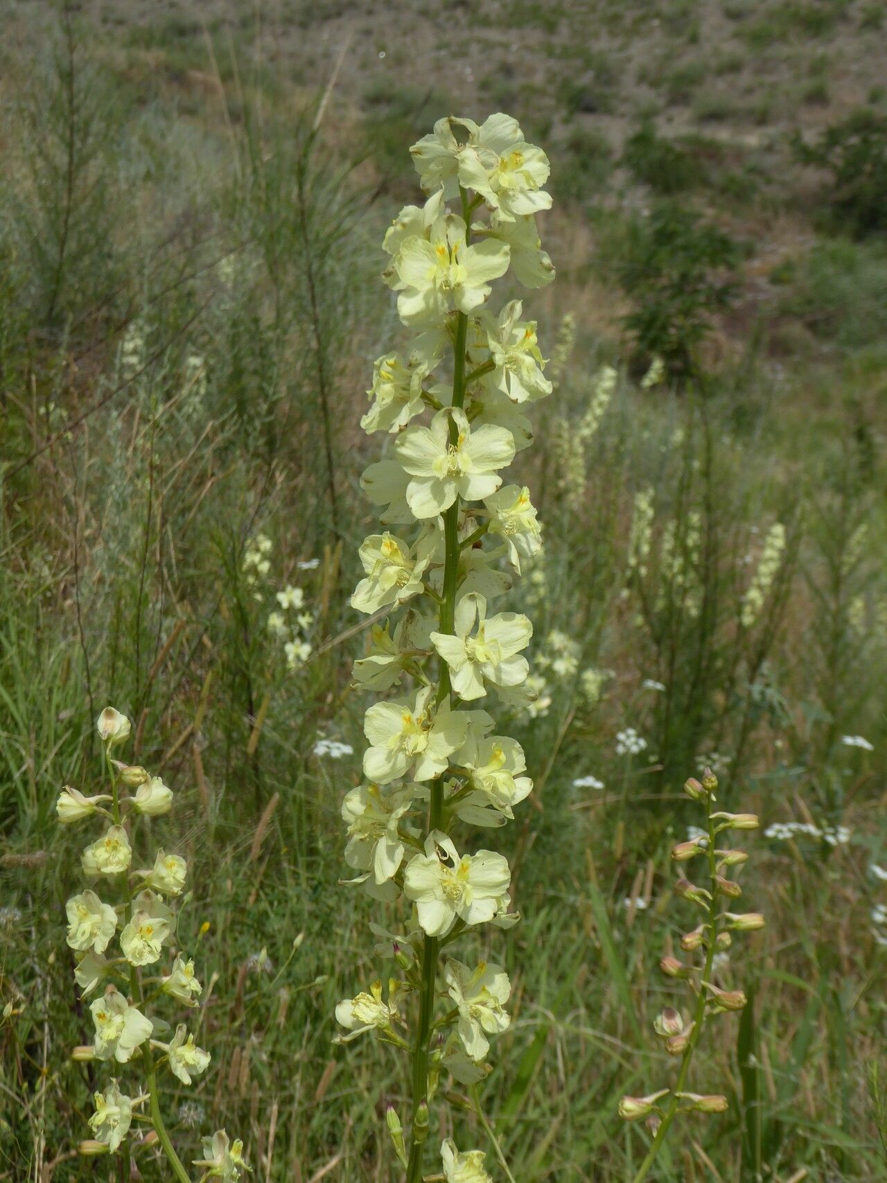 Delphinium semibarbatum flower