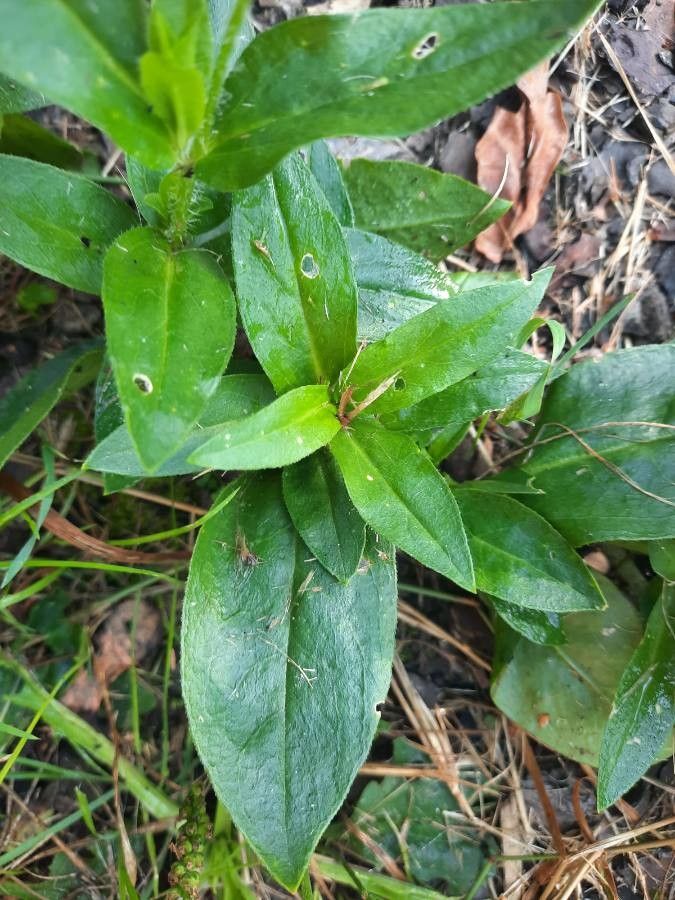 Lychnis chalcedonica leaf