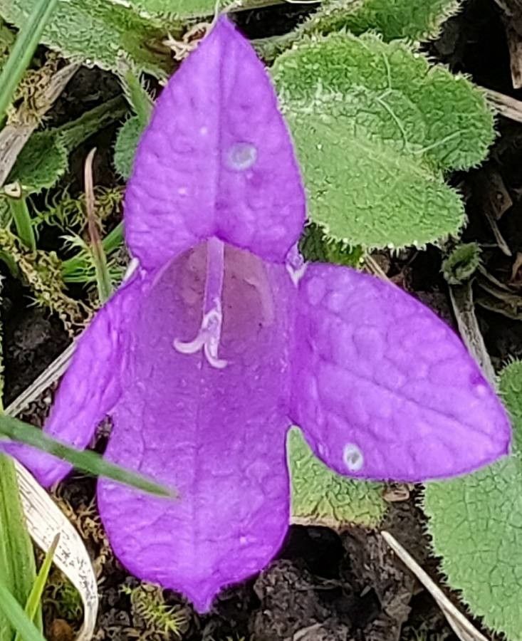 Campanula rainerii flower
