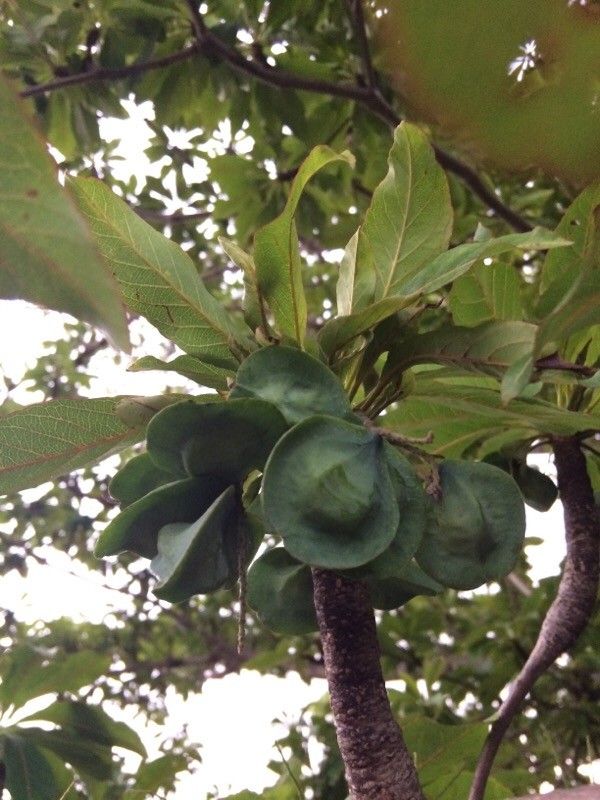 Terminalia bentzoe fruit