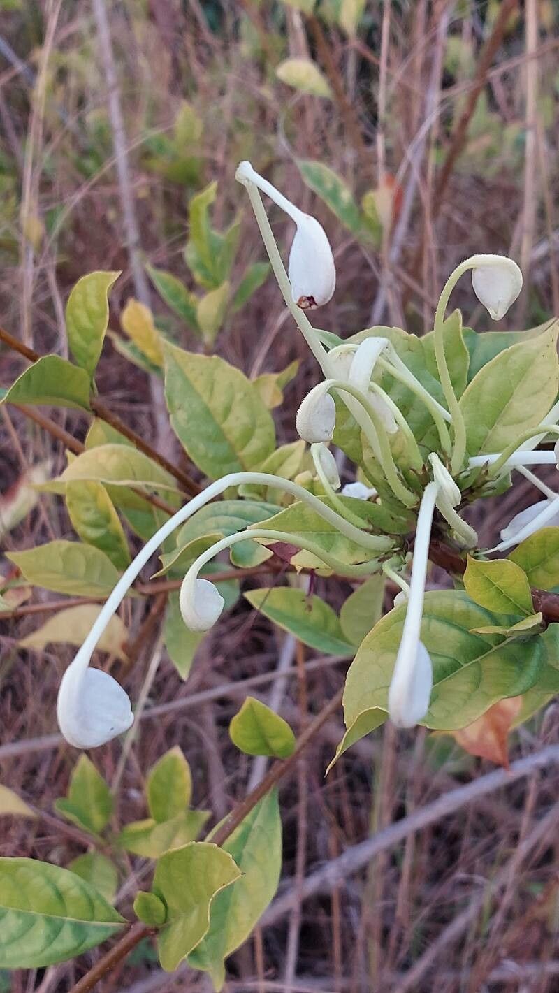 Rotheca incisa flower